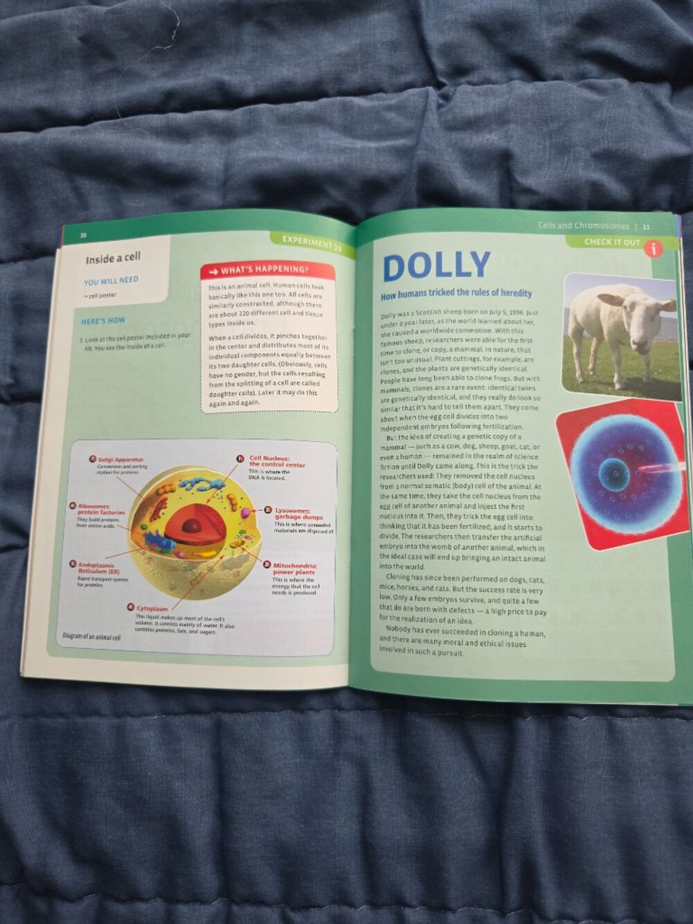 KIDS EDUCATIONAL STEM EXPERIMENT KIT, GENETICS AND DNA, AGES 10+ - Picture 7 of 10